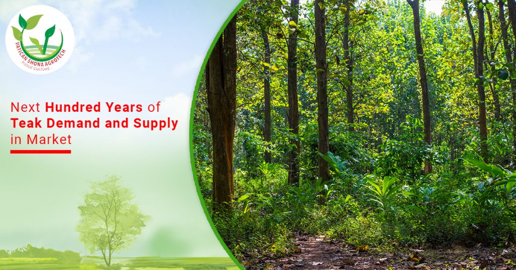 Next Hundred Years of Teak Demand and Supply in Market