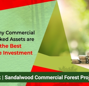 5 reasons why commercial farming-backed assets are one of the best modern age investment | Vatican Shona Agrotech