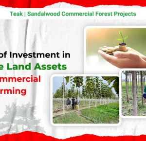 Advantages of investment in Agriculture Land Assets for Commercial Farming | VSAGreenWealth