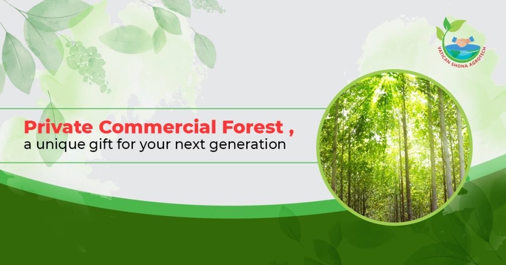 Private Commercial Forest, a unique gift for your next generation