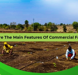 What are the main features of commercial farming? | Vatican Shona Agrotech
