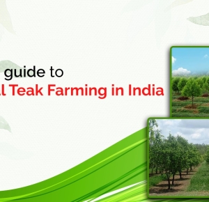 A complete guide to Commercial Teak Farming in India | Vatican Shona Agrotech