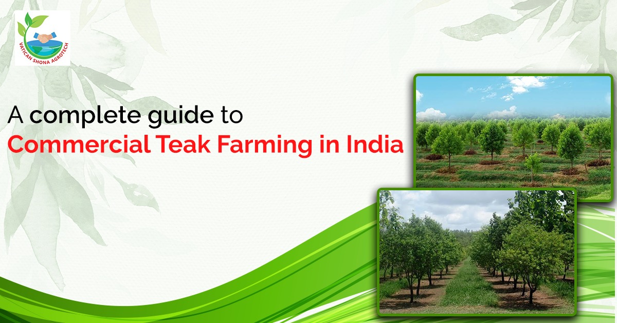 A complete guide to commercial teak farming in india