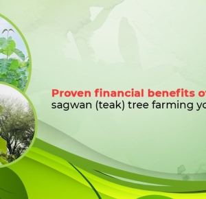 Proven financial benefits of sagwan (teak) tree farming you must know | Vatican Shona Agrotech