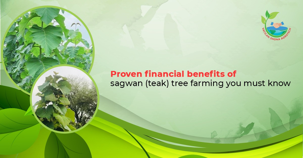 Proven financial benefits of sagwan (teak) tree farming you must know
