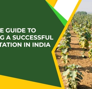 A complete guide to developing a successful teak plantation in India | Vatican Shona Agrotech