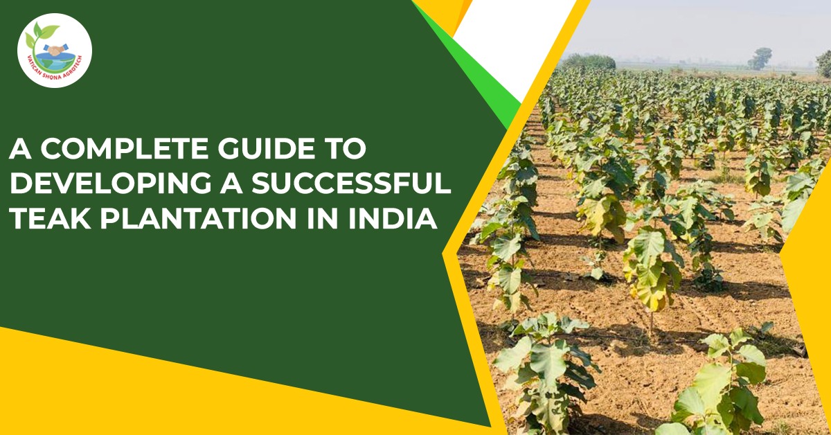 A complete guide to developing a successful teak plantation in India | Vatican Shona Agrotech