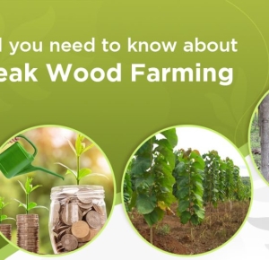 All You Need To Know About Teak Wood Farming | Vatican Shona Agrotech