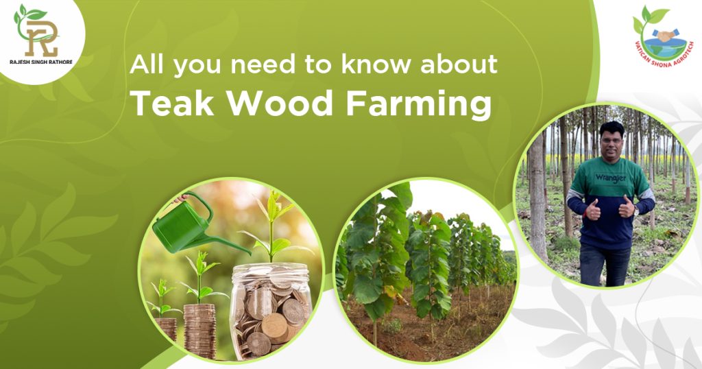 All You Need To Know About Teak Wood Farming | Vatican Shona Agrotech