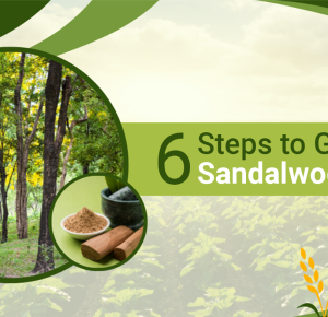 6 Steps To Grow A Sandalwood Tree | Vatican Shona Agrotech