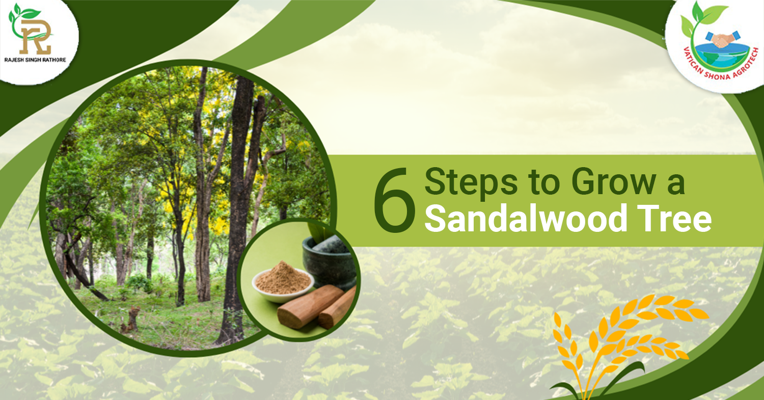 6 steps to grow a Sandalwood Tree
